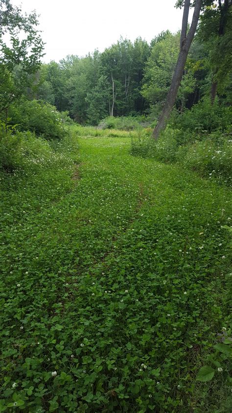 hunting forums in ny|ny hunting forums mowing clover.